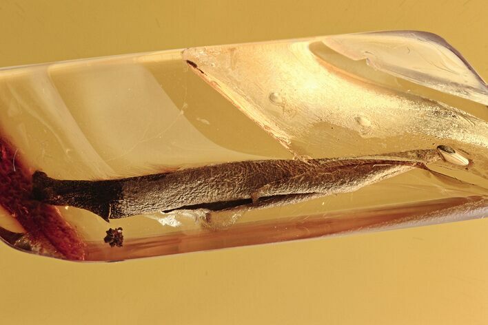 Detailed Fossil Leaf in Baltic Amber #273313